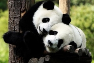 Они тоже любят: эксперты узнали, как панды размножаются