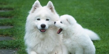 Ученые выяснили, что собаки, как и люди, обладают мимикой