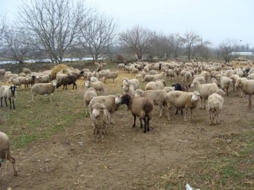 В Черкесии украли 600 жертвенных овец Кадырова