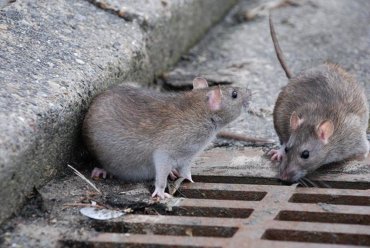 Из-за продуктового эмбарго россияне стали употреблять в пищу крыс