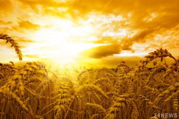 Ученые придумали спрей, увеличивающий зерна пшеницы на 20%