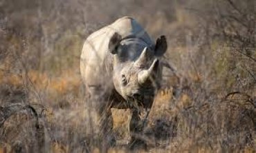 В Танзании умер старейший в мире черный носорог