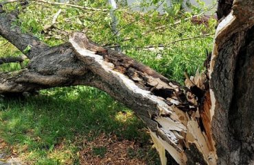 Под Харьковом сильный ветер свалил дерево: погибла женщина