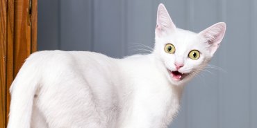 Ганнибал Лектер у вас дома: ученые выяснили, что все кошки-психопаты. Анкета-проверка