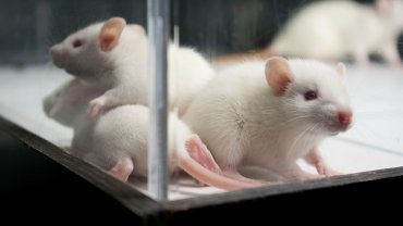 “Омикроном” людей могли заразить мыши – ученые