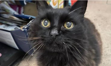 Кошка, пропавшая 9 лет назад, вернулась к хозяйке под Рождество