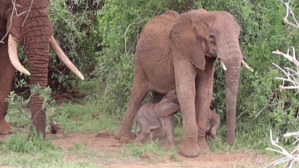 Слониха Бора с двумя новорожденными слонятами