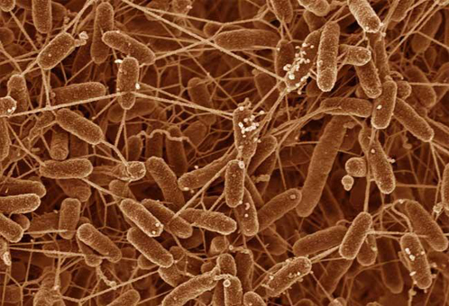 Бактерии могут протягивать друг к дружке электрические нанопровода (тонкие ниточки на снимке)