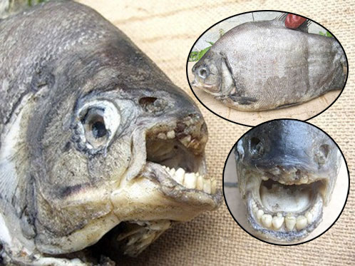 Под Челябинском поймали рыбу с человеческими зубами.