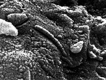 Поверхность метеорита ALH84001 со структурами, напоминающими окаменевшие бактериальные наросты. Изображение NASA